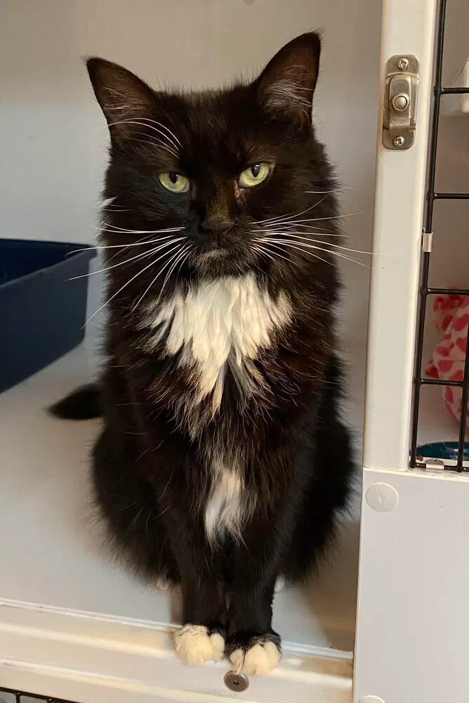 Esme, an adult female cat up for adoption