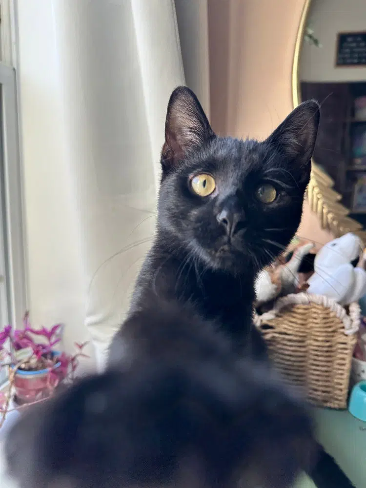 Bobby, a male kitten up for adoption