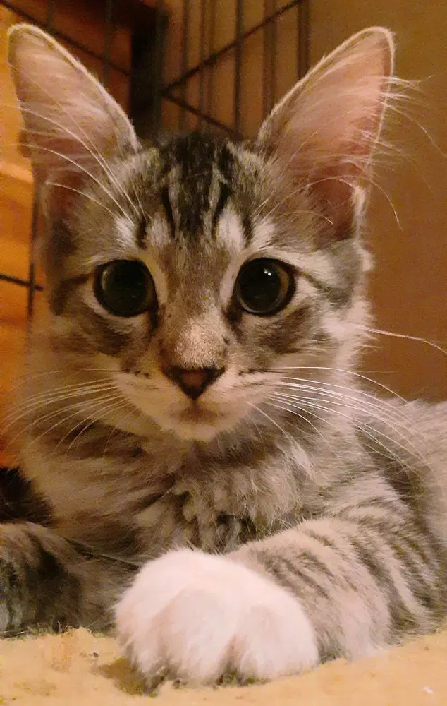 Claritin, a female kitten up for adoption
