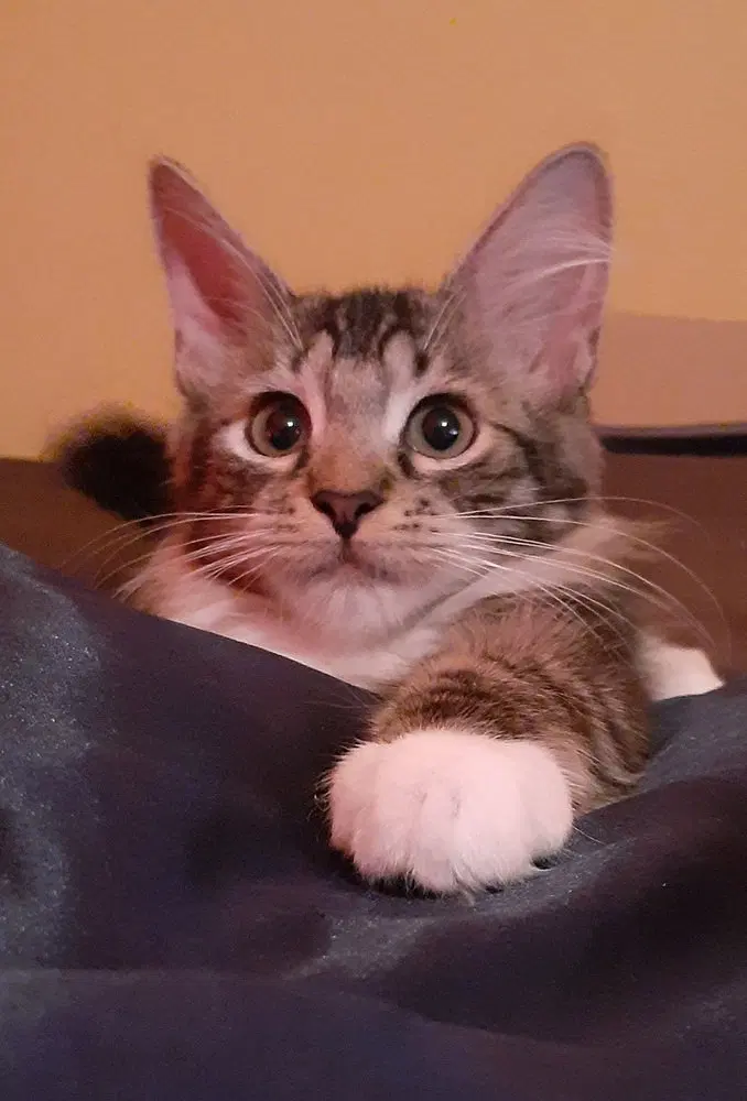 Nexium, a female kitten up for adoption