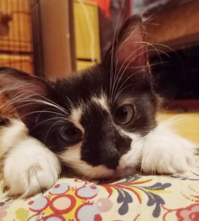 Zyrtec, a female kitten up for adoption