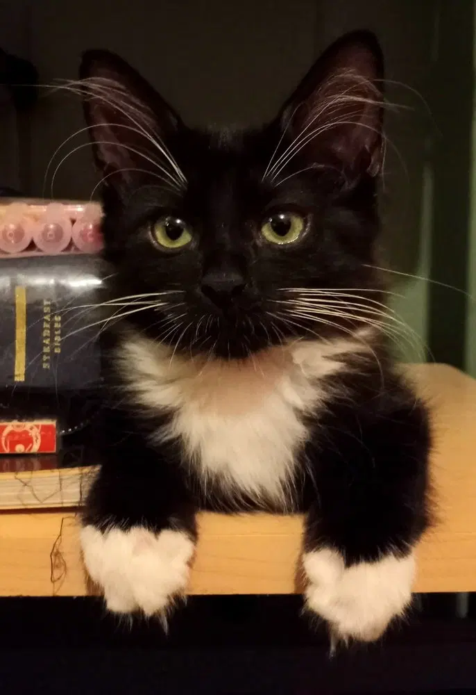 Pepcid, a male kitten up for adoption