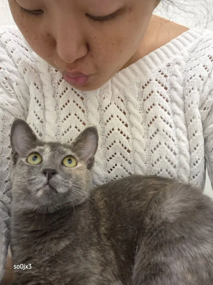 Mitzi, a young female cat up for adoption