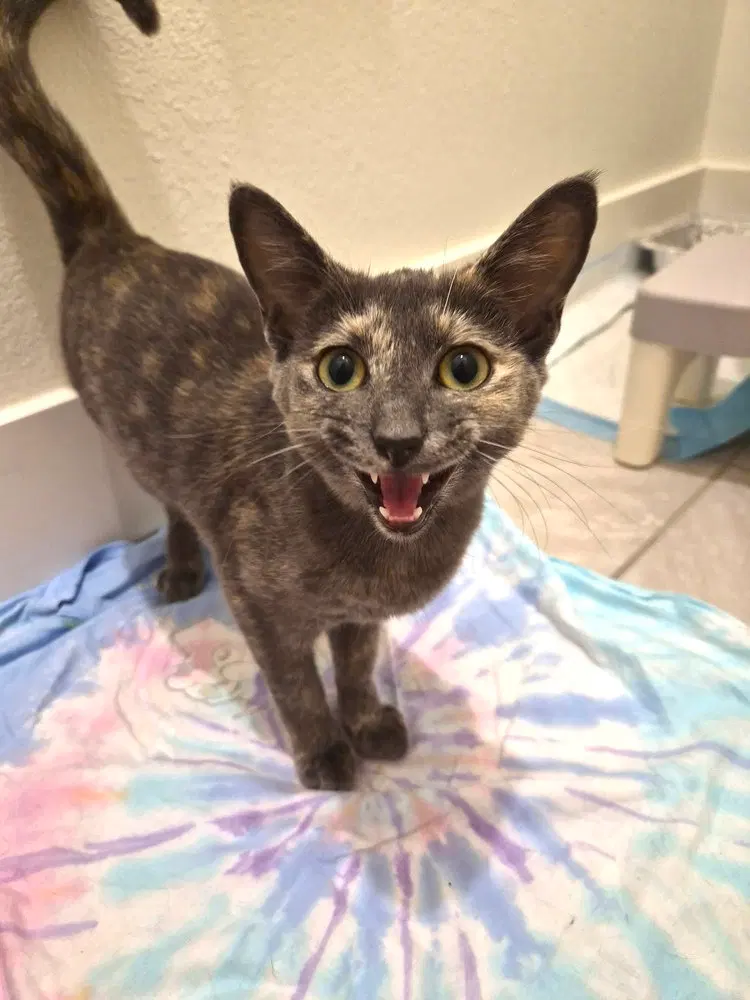 Mitzi, photo 2
