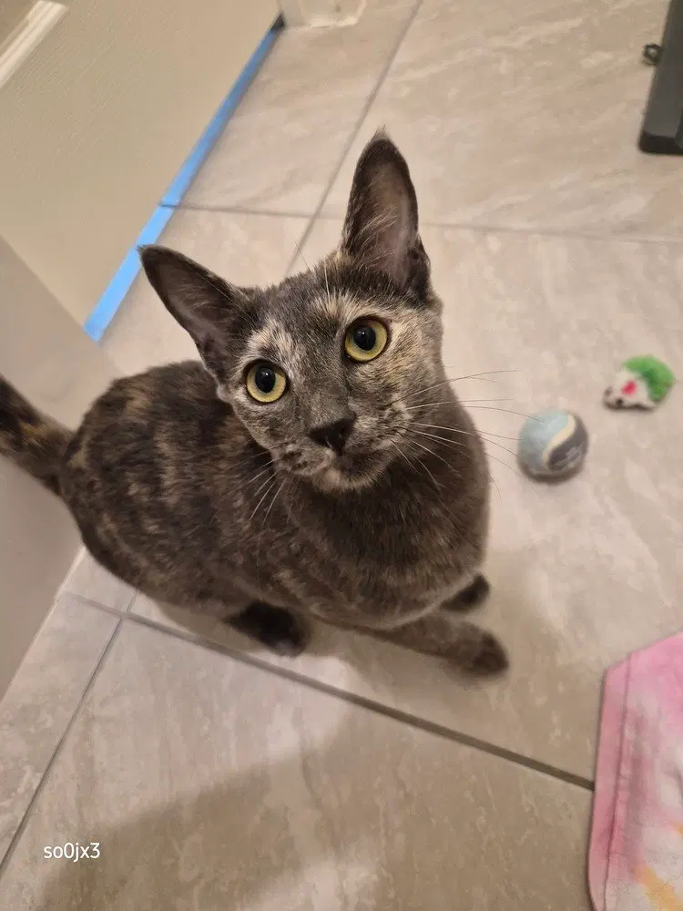 Mitzi, photo 3