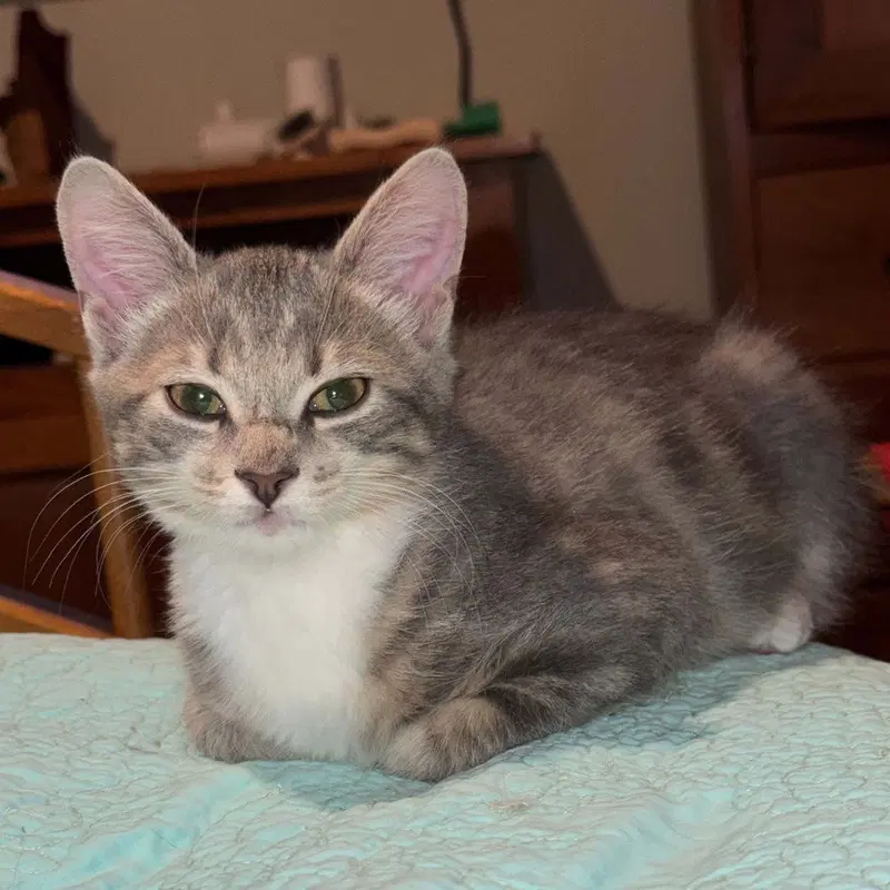 Whimsicott, a male kitten up for adoption