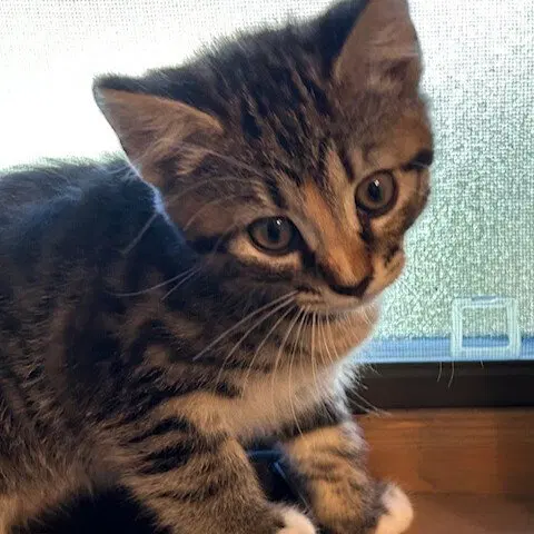 Tyro, a female kitten up for adoption
