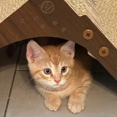 Leodes, a male kitten up for adoption