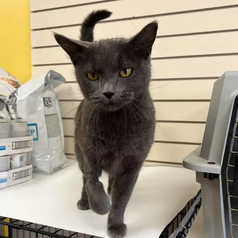 Mamacita, an adult female cat up for adoption