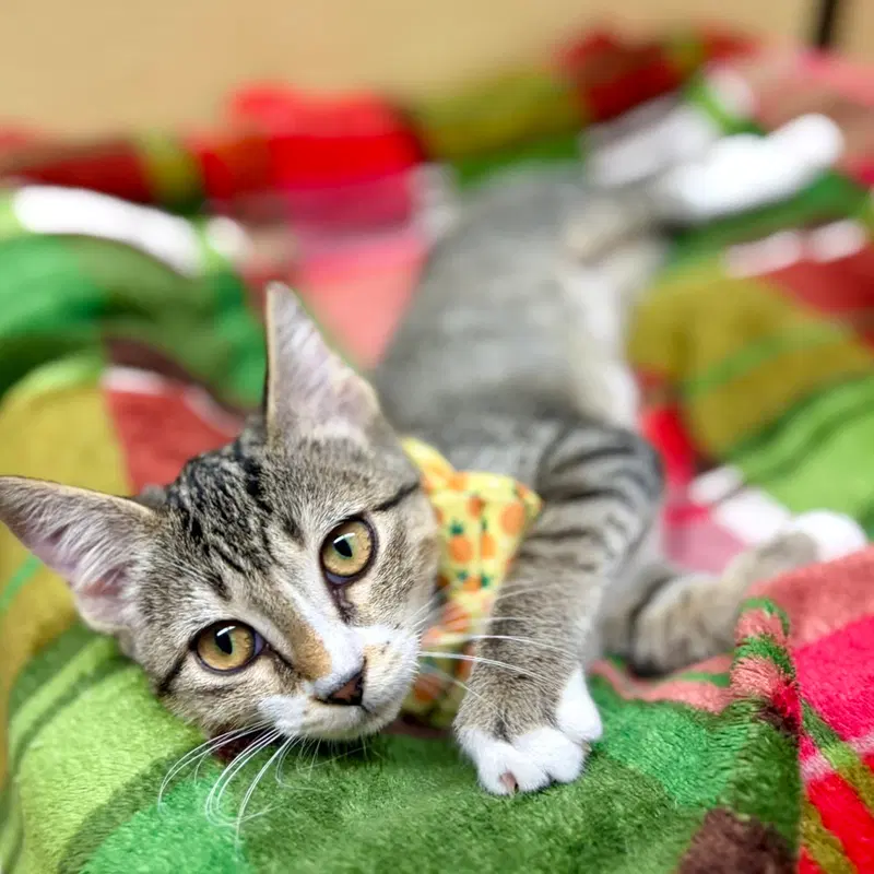 Pinky, a female kitten up for adoption