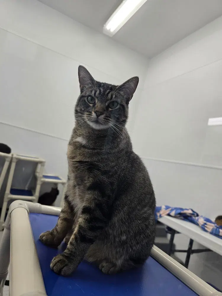 CiCi, an adult female cat up for adoption