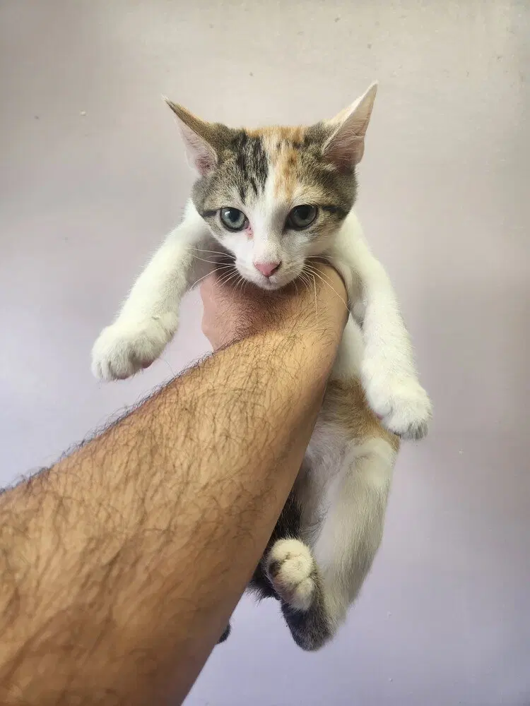 Magi, a female kitten up for adoption