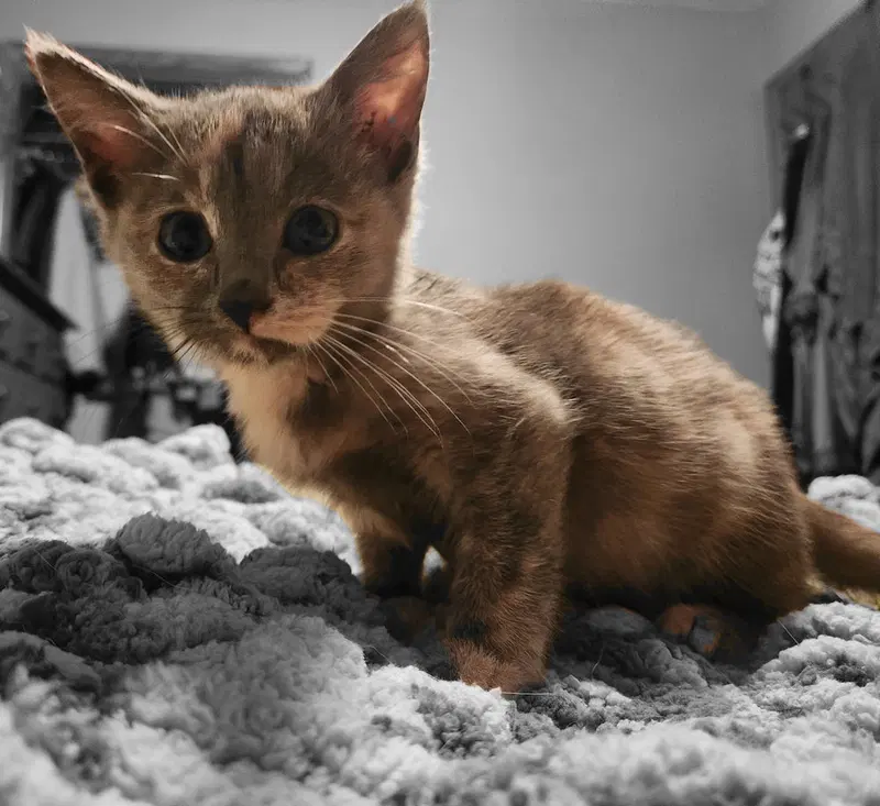 Mora, a female kitten up for adoption