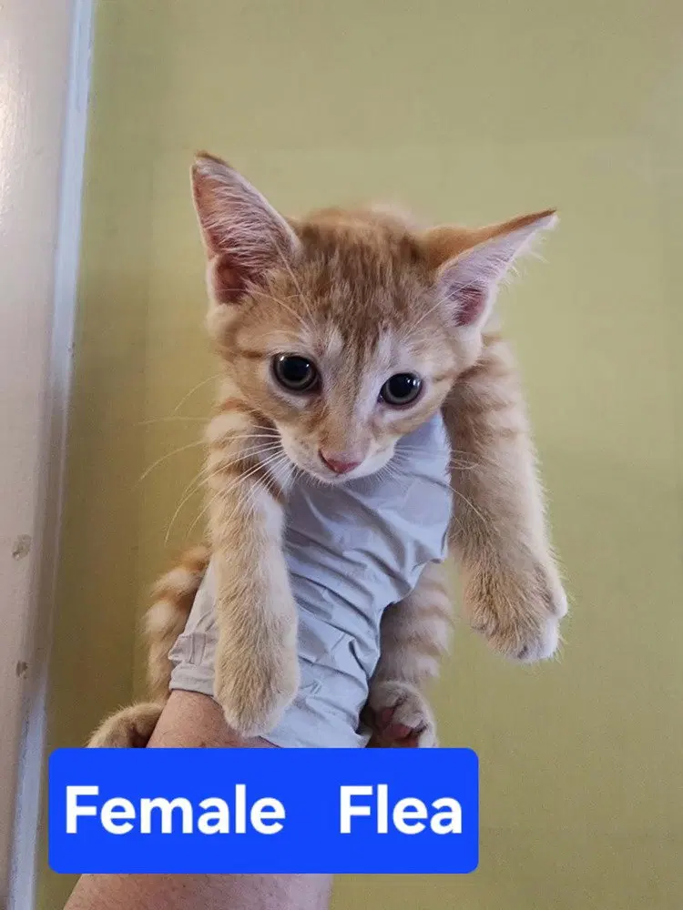 Flea, a female kitten up for adoption