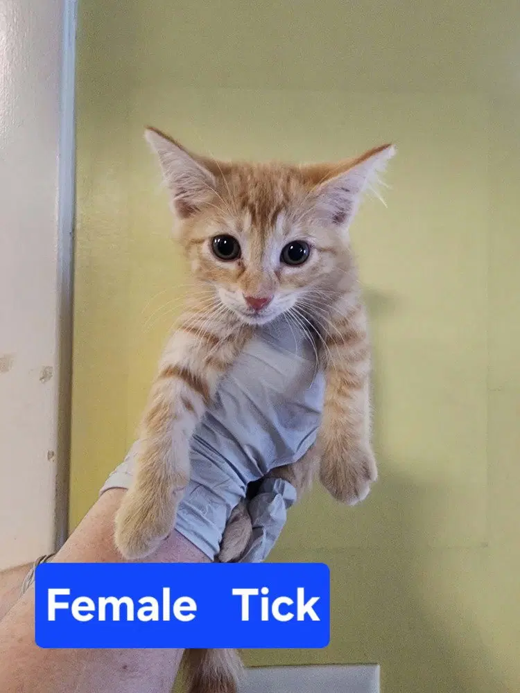Tick, a female kitten up for adoption