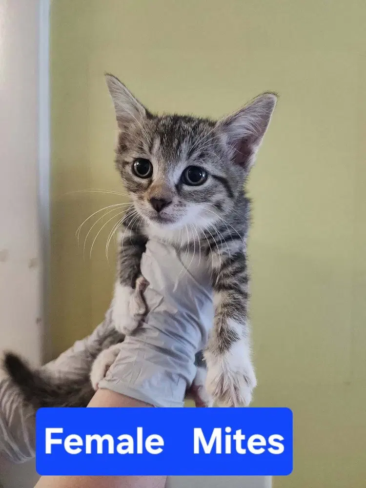 Mites, a female kitten up for adoption