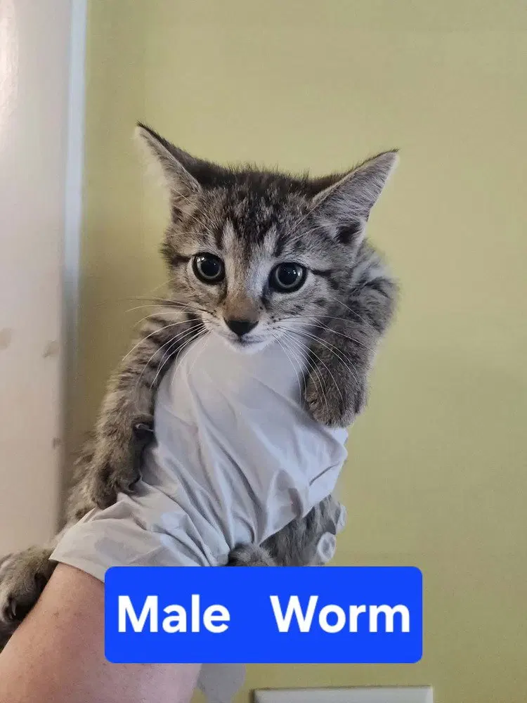Worm, a male kitten up for adoption