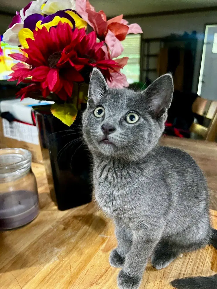 Echo, a male kitten up for adoption