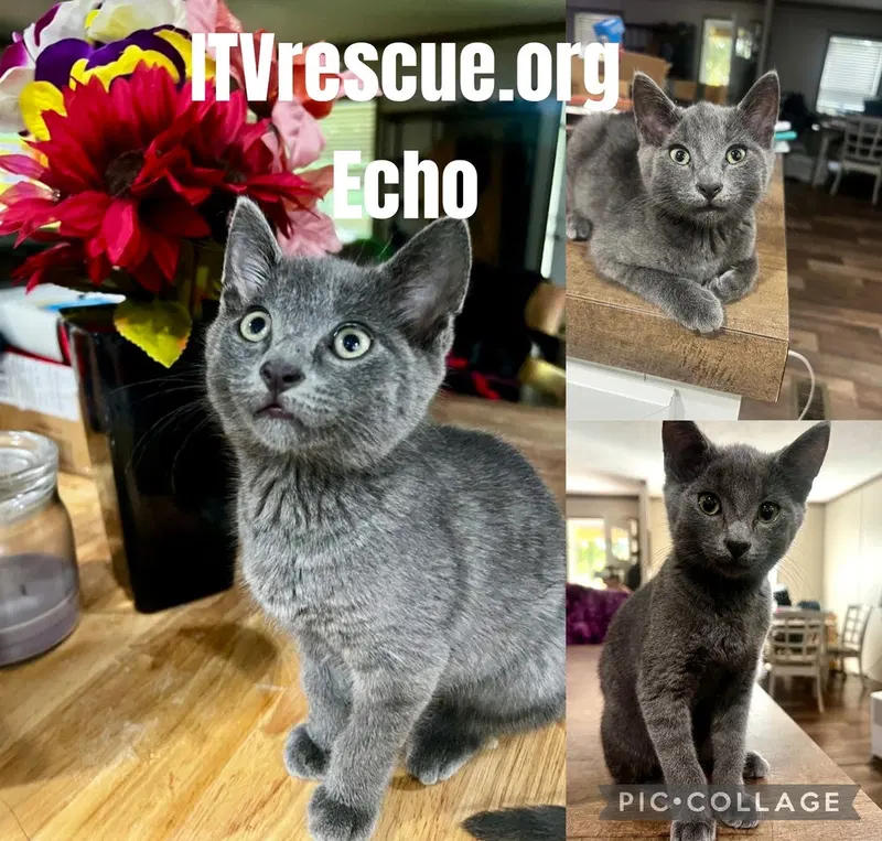 Echo, photo 2