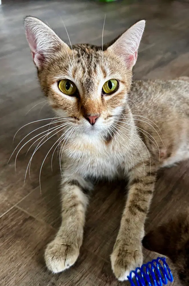 Luna, a young female cat up for adoption