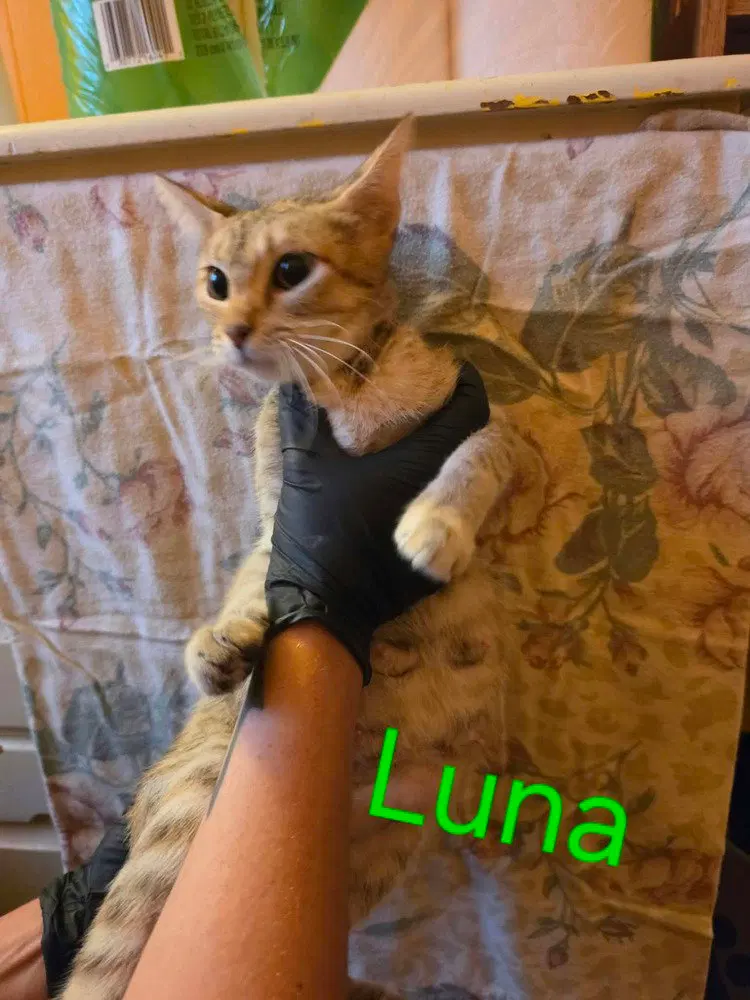 Luna, photo 2
