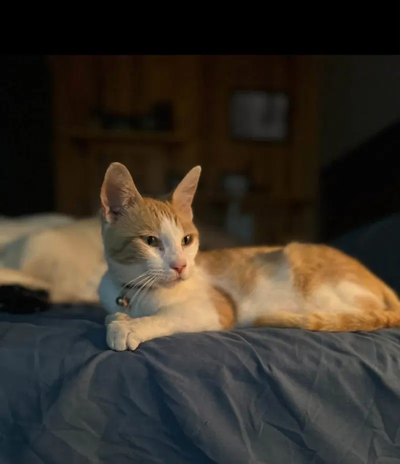 Ginger, an adult female cat up for adoption