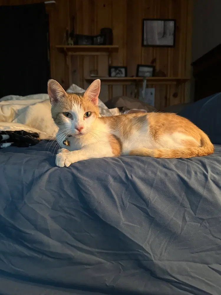 Ginger, photo 4