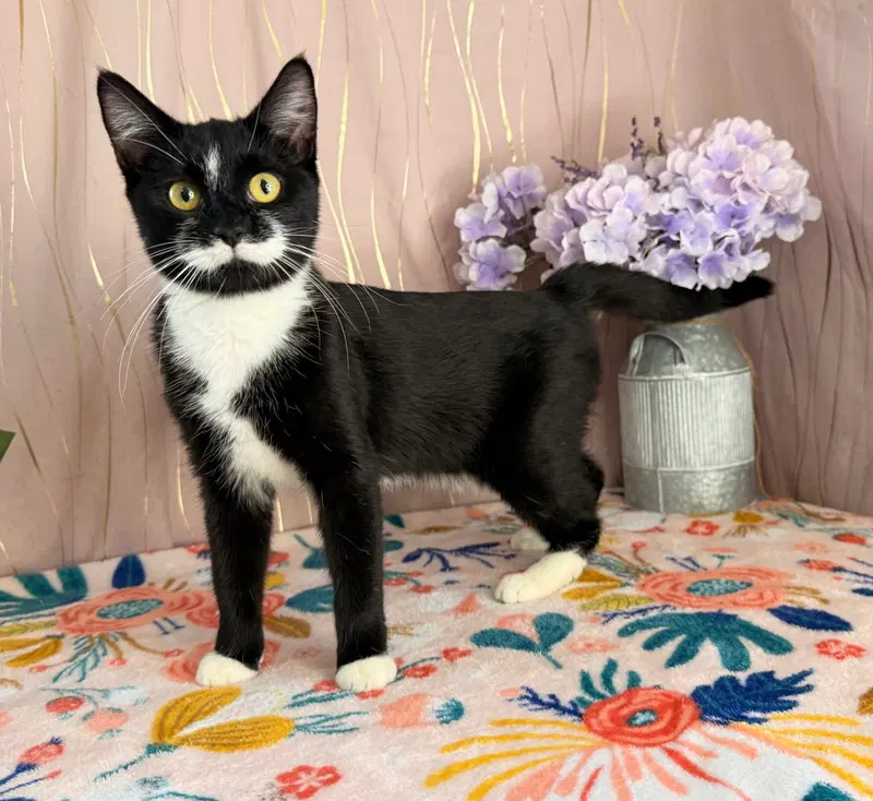 Dorothy, a young female cat up for adoption