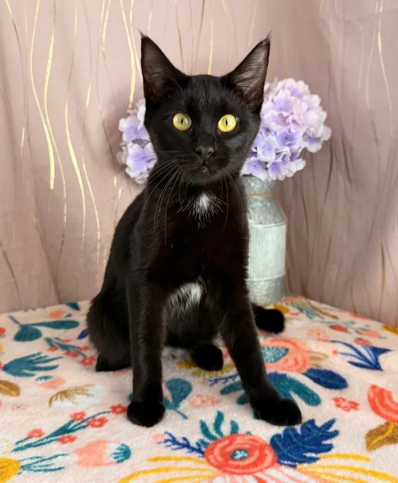 Sophia, an adult female cat up for adoption
