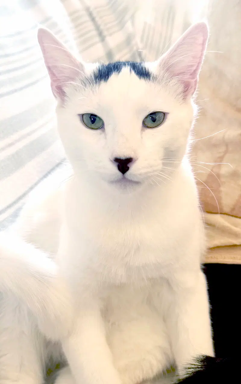 Strudel, a young male cat up for adoption