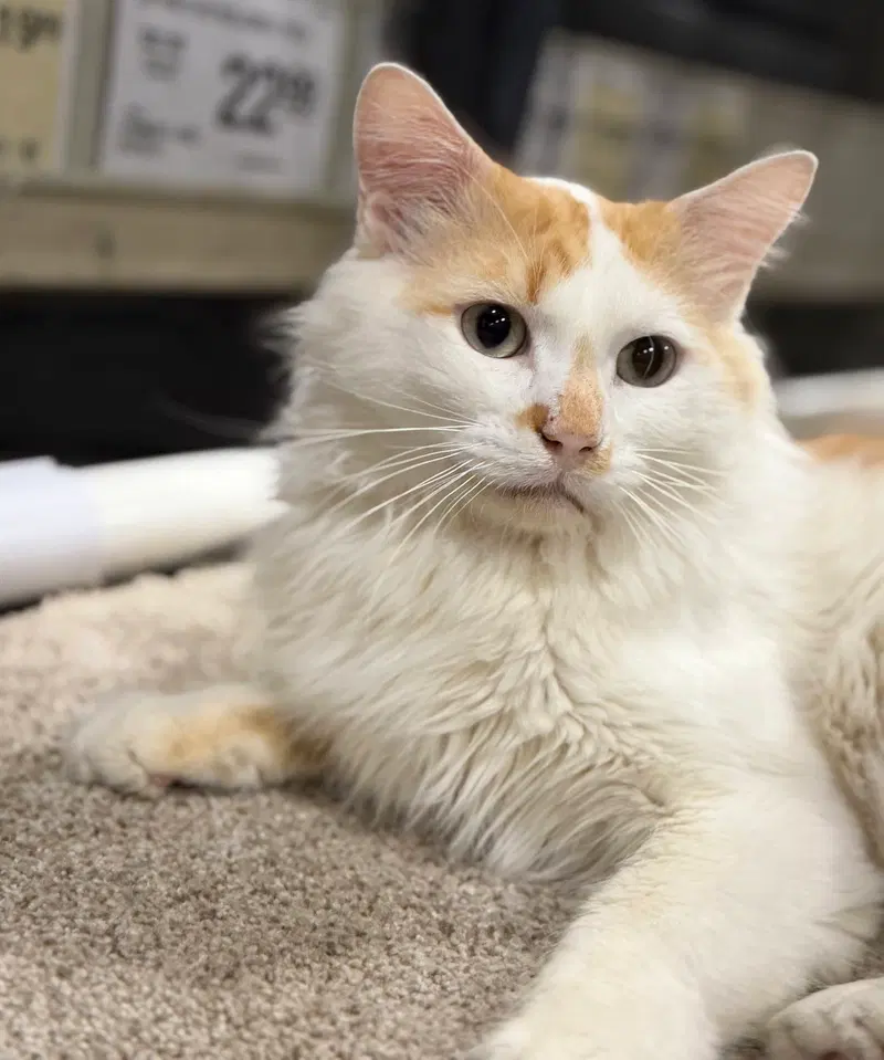Elvis, an adult male cat up for adoption