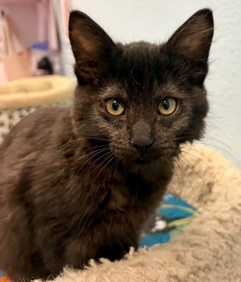 Chloe, a female kitten up for adoption