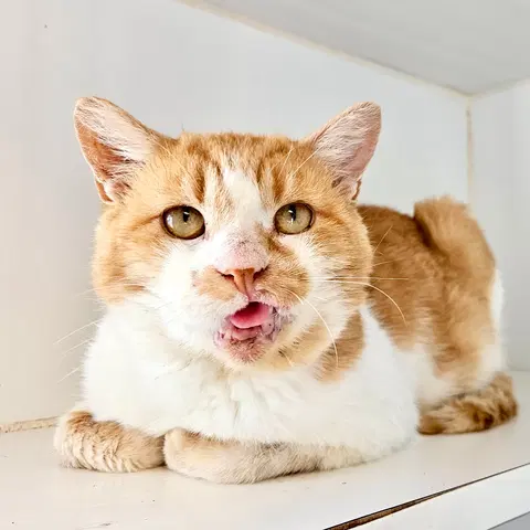 Watch the video of Ballpark Frank