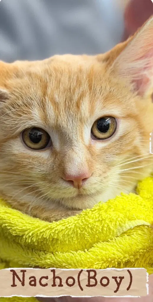 Nacho, a male kitten up for adoption