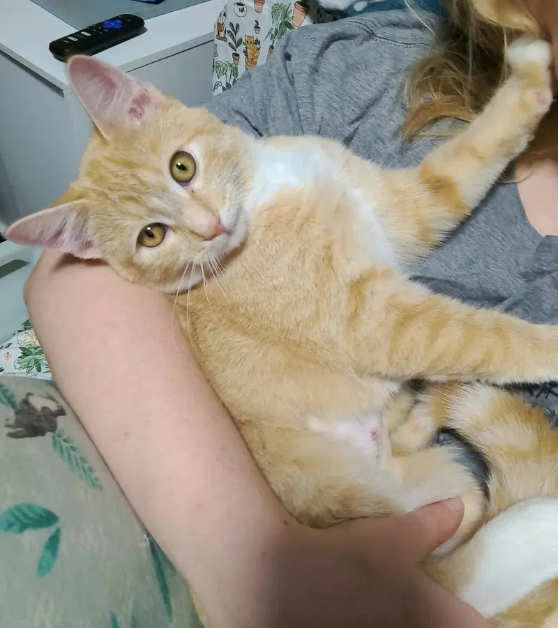 Nacho, photo 4