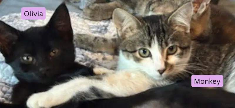 Monkey / Olivia, a female kitten up for adoption