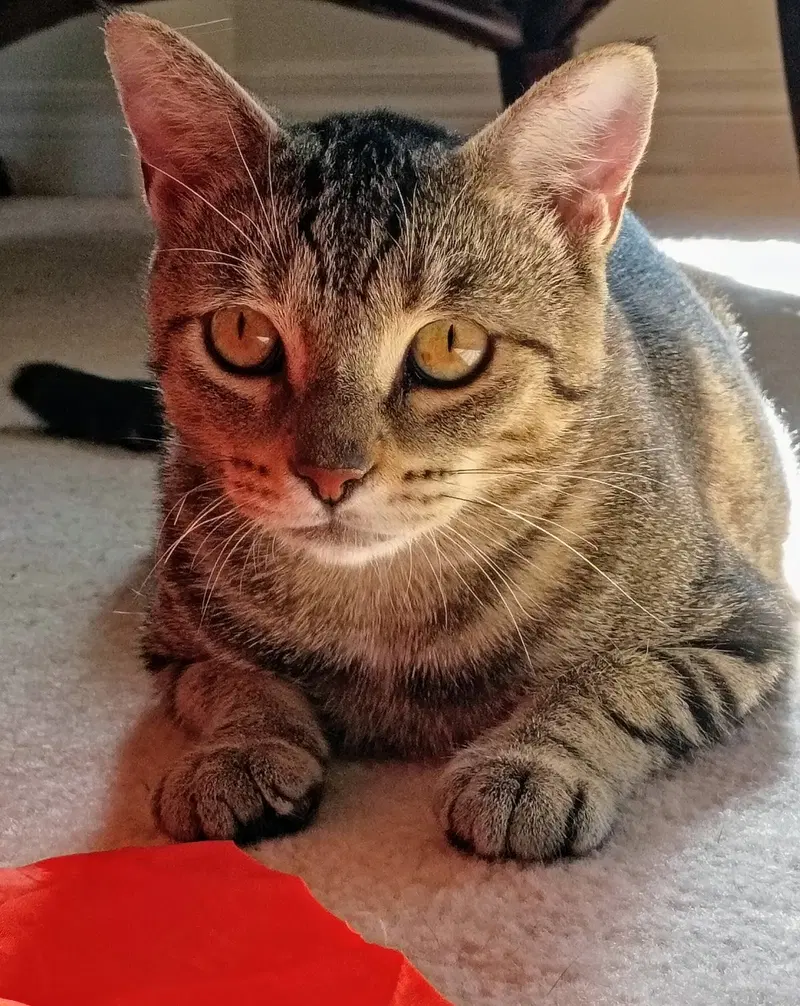 Phoenix, a young female cat up for adoption