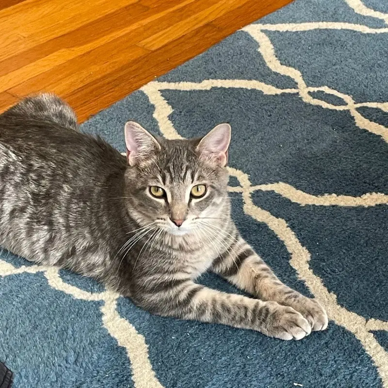 Domino, a young male cat up for adoption