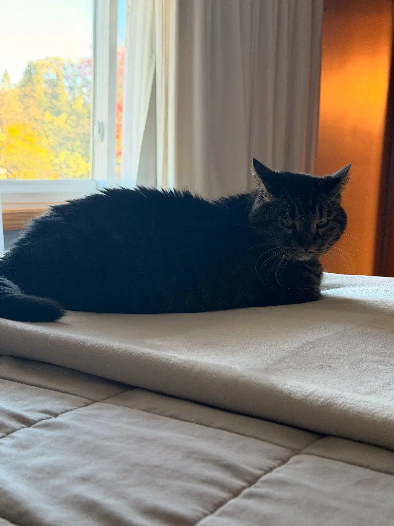 Chia, a senior female cat up for adoption