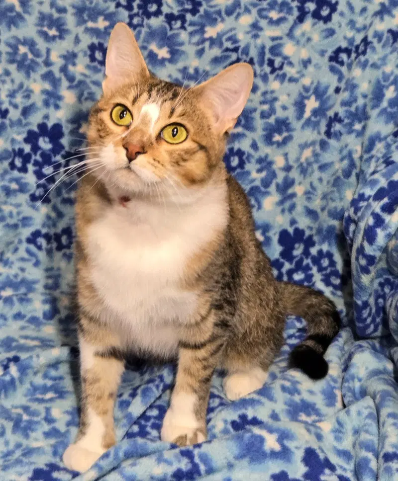 Toffee, a young female cat up for adoption