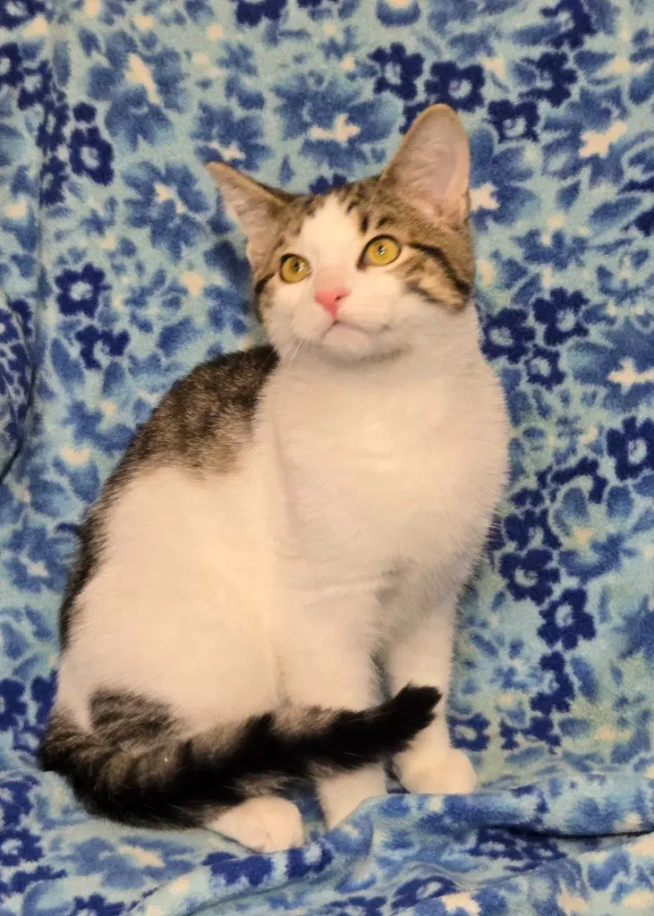 Turkey, a male kitten up for adoption