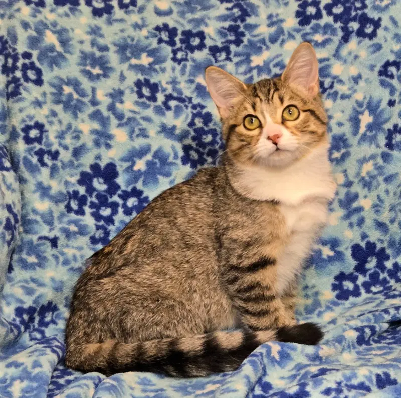 Taffy, a female kitten up for adoption