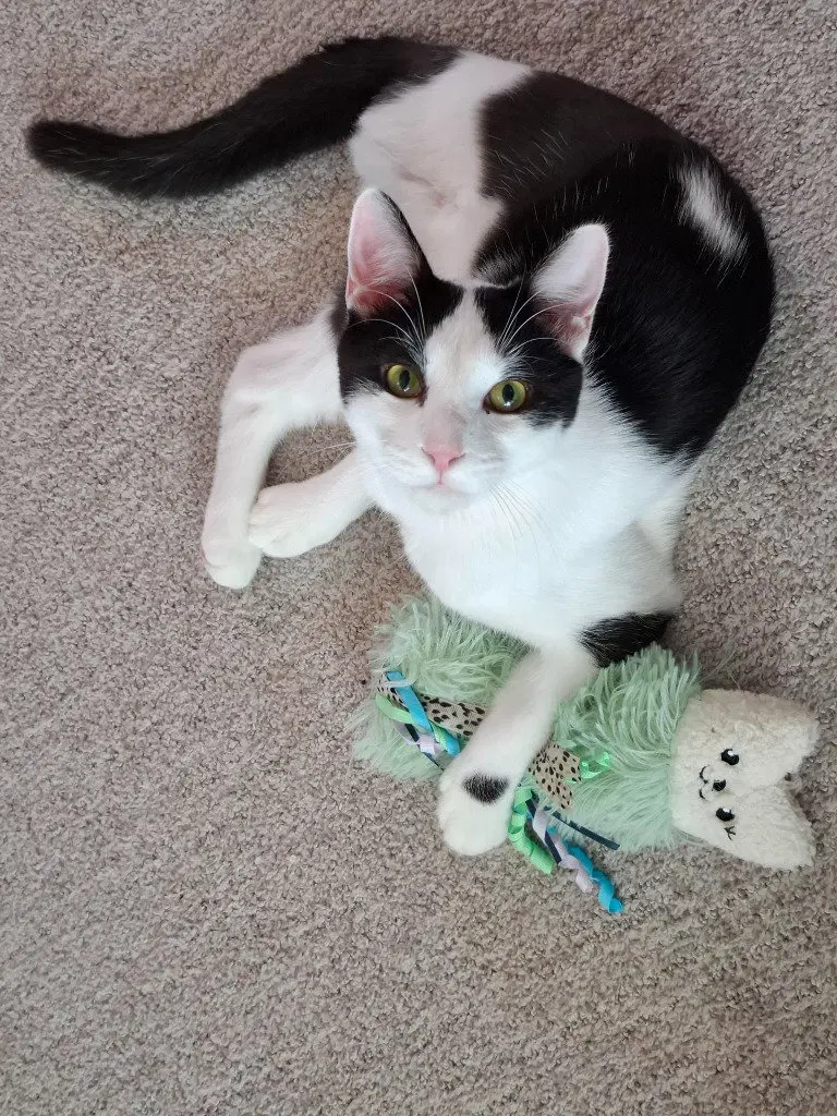 Tiny Tim, a young male cat up for adoption