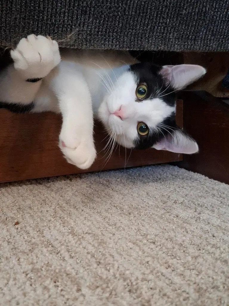 Tiny Tim, photo 4