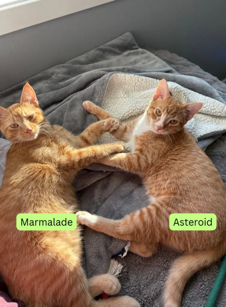 Marmalade / Asteroid, a male kitten up for adoption