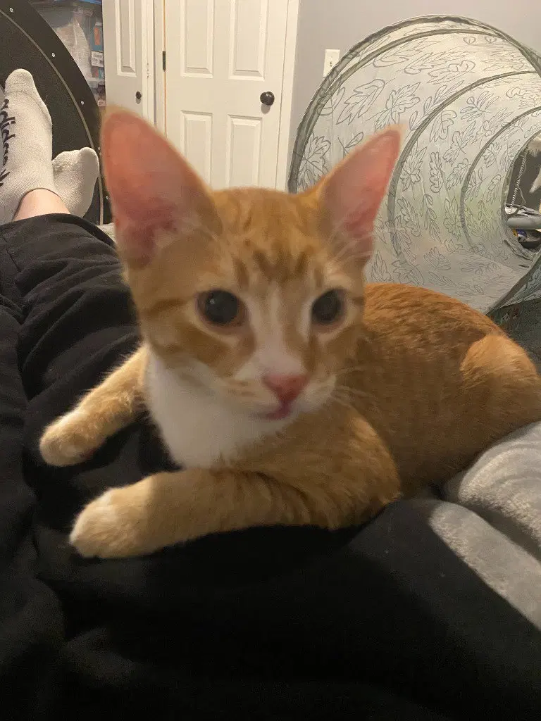Marmalade / Asteroid, photo 2