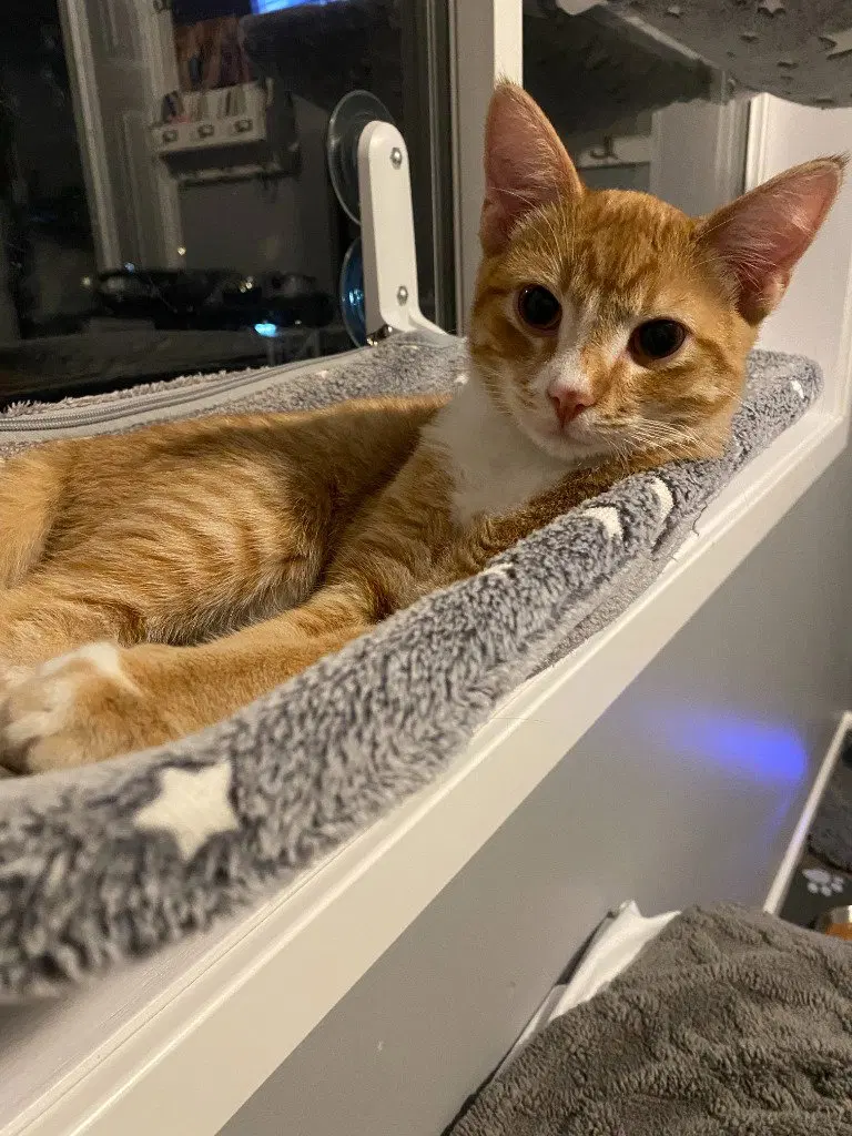 Marmalade / Asteroid, photo 4
