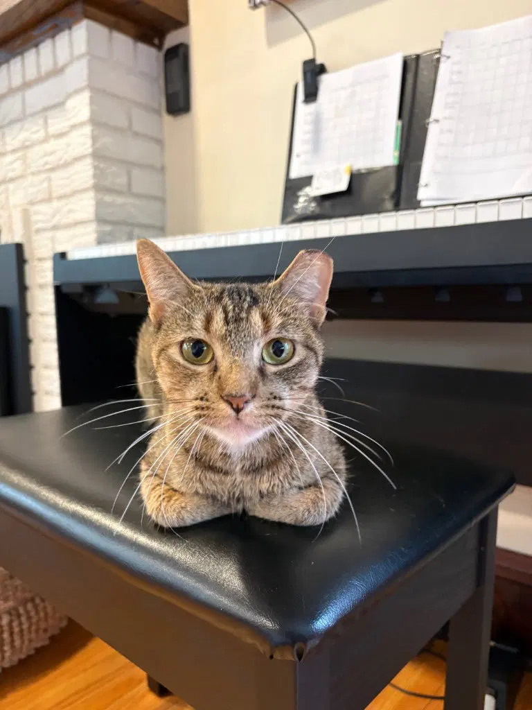 Francine, a young female cat up for adoption