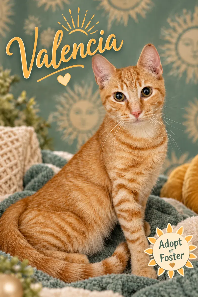 Valencia, a young female Tabby cat up for adoption