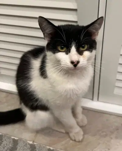 Lollipop C, a young female cat up for adoption